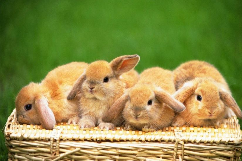 Cute Rabbit HD Desktop Wallpapers