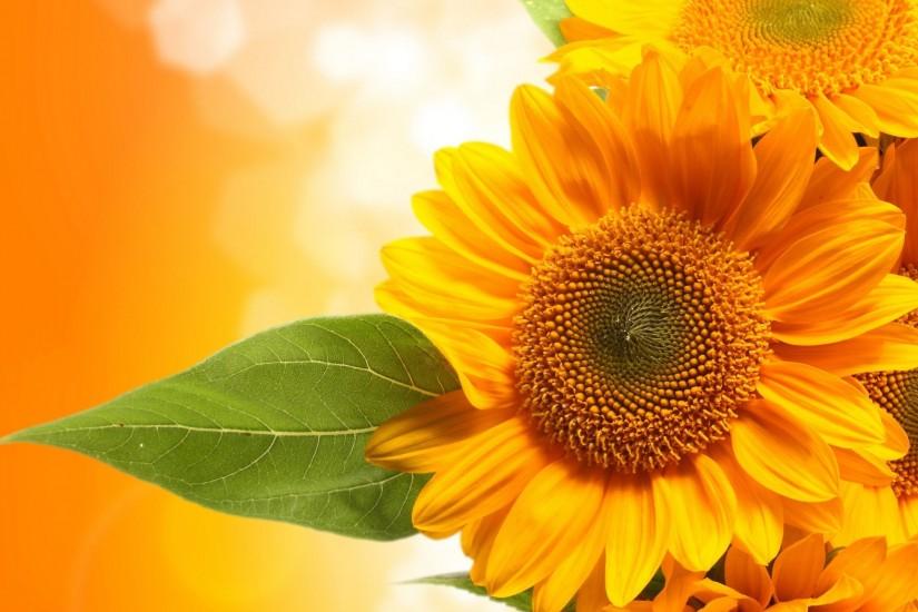 sunflower background 2560x1600 1080p