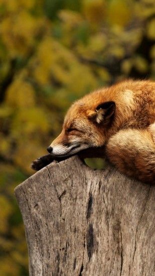 1080x1920 Wallpaper fox, animal, lying, red, sleep