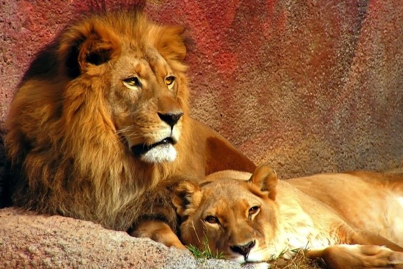 Lions Wallpaper Big Cats Animals