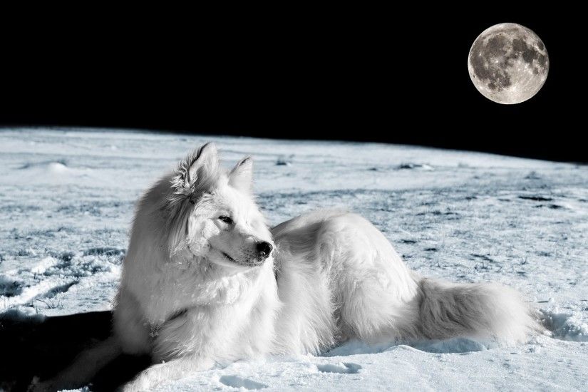 moon, foxes, eyes, mutt,hd wallpaper, wolf,dog, wolves, winter, windows,  samsung fox, free, friend, background images,_x Wallpaper HD
