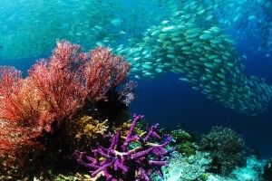download Underwater Wallpapers 1920x1080 for android