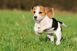 gorgerous Beagle Puppy Wallpaper 1920x1200 retina