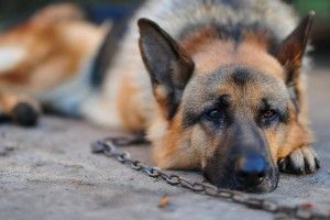 free download German Shepherd Wallpaper 3840x2160 for computer