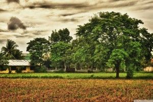widescreen Rural Scene Wallpapers 1920x1080