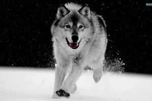 Gray Wolf Wallpaper 1920x1200 windows xp