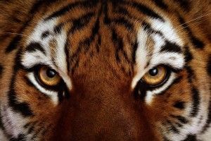 popular Tiger Face Wallpaper 1920x1080