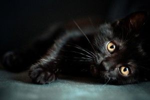new Black Cat Wallpapers 1920x1200