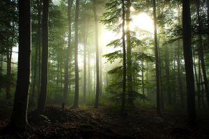 cool trees wallpaper 1920x1200 photos