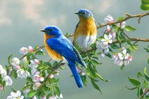 Wallpaper Birds 1920x1080 windows xp