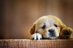 cool Cute Puppy Wallpapers 2560x1600