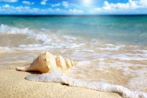 download Sea Shell Wallpaper 2560x1600
