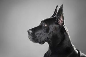 amazing Great Dane Wallpaper 2560x1600 iPhone
