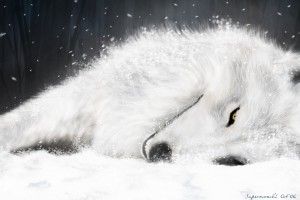 Wolfs Rain Wallpaper 1920x1200 free download