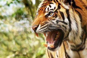 animal backgrounds 1920x1080 for mac