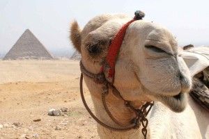 free download Camel Wallpaper 1920x1200 for windows