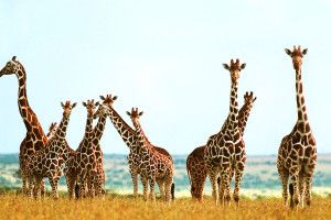 beautiful Giraffes Wallpapers 1920x1080 pictures