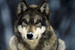 wolf wallpaper hd 1920x1080 PC