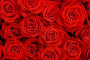 Roses Desktop Background 2560x1600 laptop