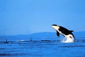 Orca Wallpaper 1920x1080 notebook