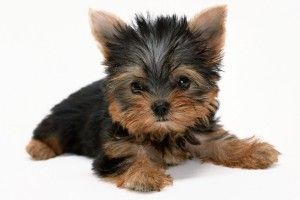 amazing Yorkshire Terrier Wallpaper 1920x1200 windows