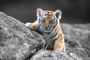 most popular Wallpaper for Desktop Full Screen 2560x1600 for computer
