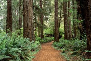Redwood Forest Wallpaper 1920x1080 for mobile hd