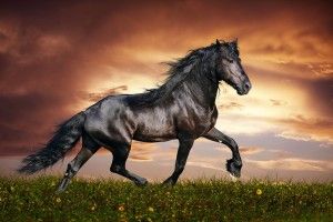 free download Arabian Horse Wallpaper 2560x1600 HD for mobile