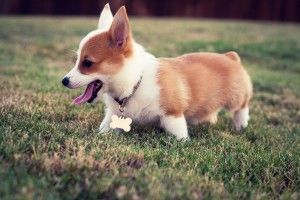 full size Corgi Puppy Wallpapers 2488x1659 images