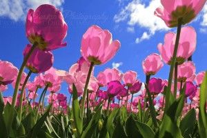 Pink Tulips Wallpaper 3000x1879 for android tablet