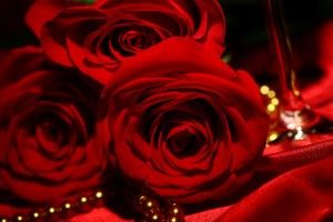 Red Roses Wallpaper 2560x1660 for ios