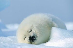gorgerous Baby Seal Wallpaper 2560x1600 for htc