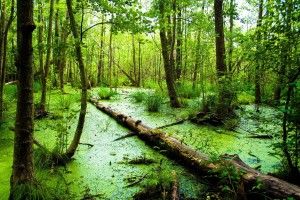 new Swamp Background 2048x1371