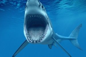 Sharks Background 2560x1600 download free