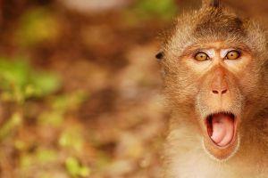 popular funny backgrounds 2560x1600 iPad