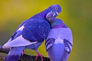 popular Love Birds Wallpapers 2560x1600 1080p