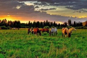download free Horse Wallpaper for Computer 2560x1600