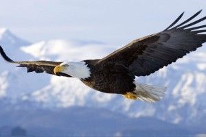 download Bald Eagle Desktop Wallpaper 1920x1080 for tablet