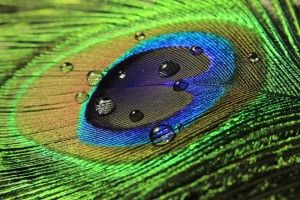 Peacock Feathers Wallpapers 1920x1080 for android