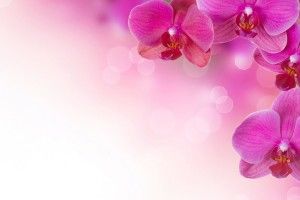 Pink Flowers Background 1920x1200 for tablet