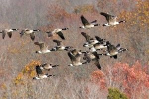 Geese Wallpaper 2048x1229 samsung