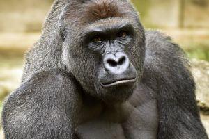 vertical harambe wallpaper 1920x1080 laptop
