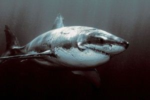 free download Great White Shark Wallpaper HD 1920x1080