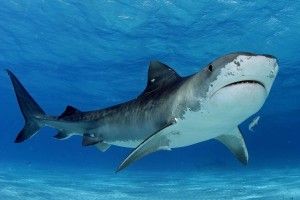amazing Tiger Shark Wallpaper 2274x1516 for 1080p