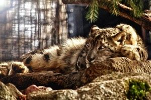 vertical Wild Cat Wallpapers 2560x1600 for Full HD