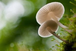 beautiful Mushroom Wallpaper 2560x1600 for windows