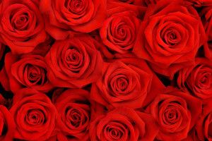 best Red Rose Flower Background 2560x1600 for iphone