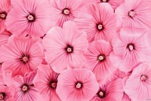 Pink Flowers Backgrounds 2560x1600 windows 10