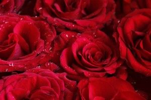 amazing Pretty Red Backgrounds 1920x1080
