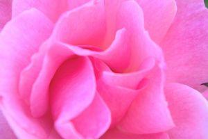 widescreen rose background 1920x1277